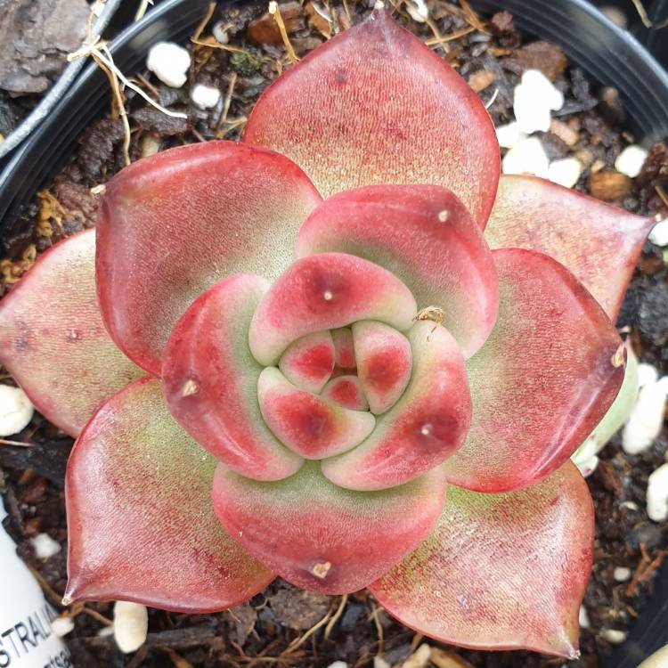 Plant image Echeveria Agavoides Amestro