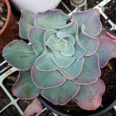 Echeveria Pink Edge