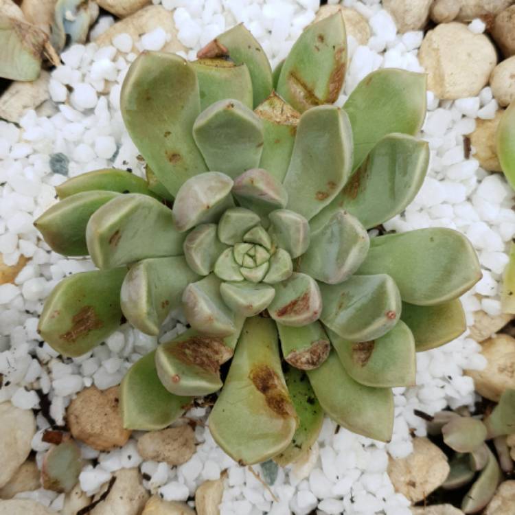 Plant image xGraptoveria Pebbles