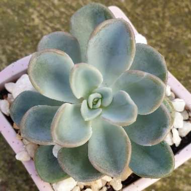 x Pachyveria Orpet