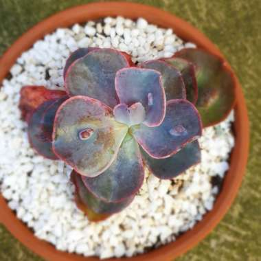 Echeveria Etna