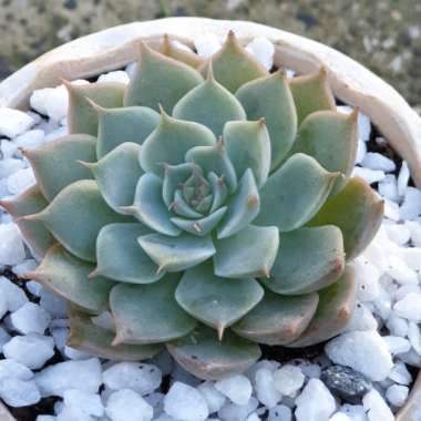 xGraptoveria Margarete Reppin