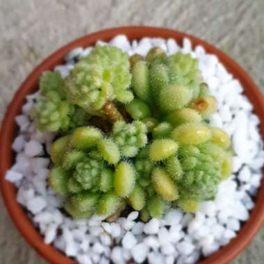 Sedum Hintonii