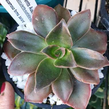 Echeveria Racemosa fa. Ballad