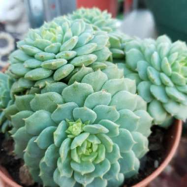 Echeveria Kircheriana