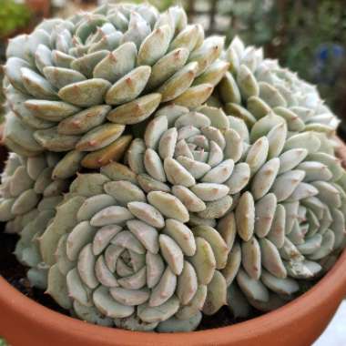 Echeveria Dondo