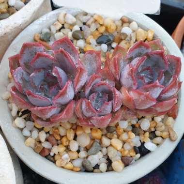 Echeveria Dark Ice