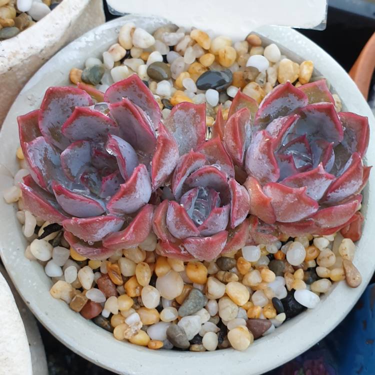 Plant image Echeveria Dark Ice