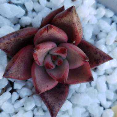 Echeveria Agavoides Ebony x Romeo