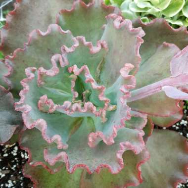 Echeveria Fire and Ice