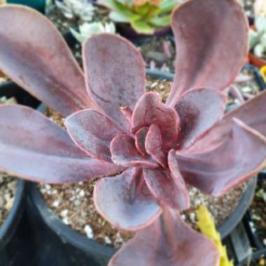 x Pachyveria Myrtilla