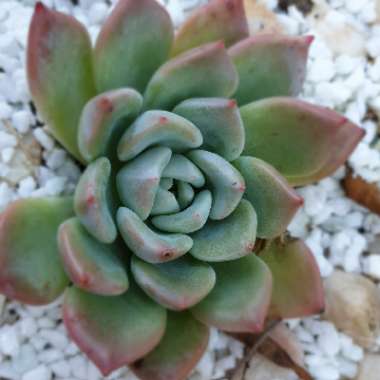 Echeveria Ghost 61