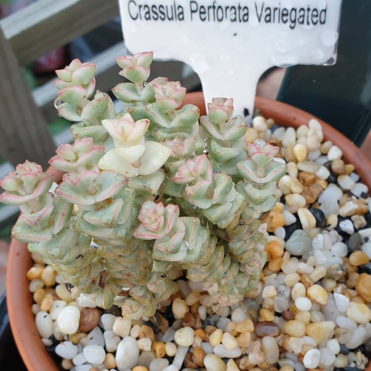 Plant image Crassula Tom Thumb Variegata