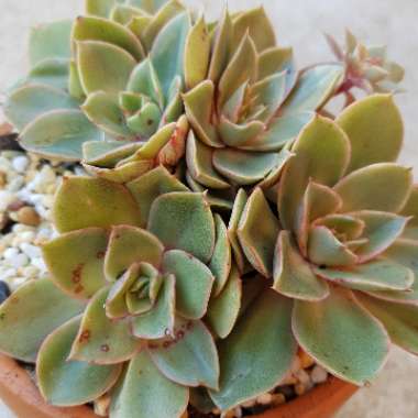 Echeveria Green Smile