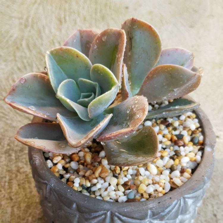 Plant image xGraptoveria Flore's Hybrid Pinky