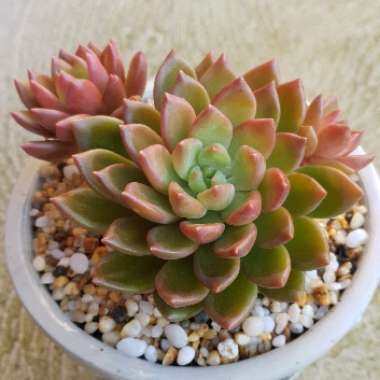 xGraptoveria