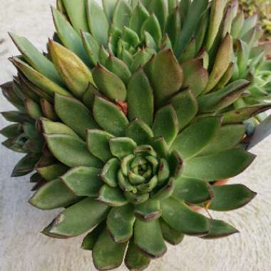 Echeveria Agavoides Red Tips