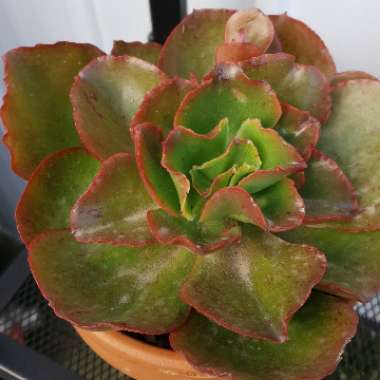 Echeveria Marijah