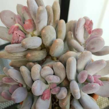 Pachyphytum glutinicaule