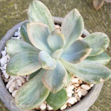 x Graptophytum  Supreme Verigated