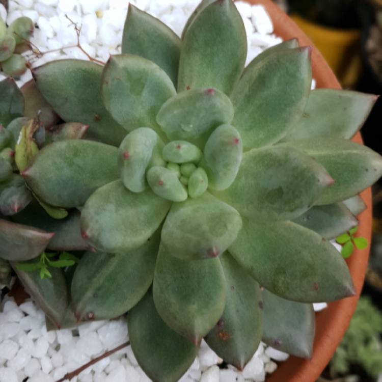 Plant image Echeveria Colorata fa. Brandtii