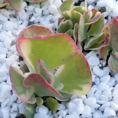 Kalanchoe Thyrsiflora Variegated