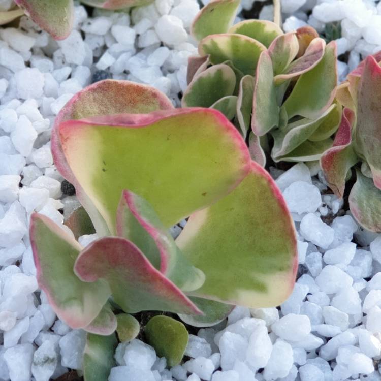 Plant image Kalanchoe Thyrsiflora Variegated