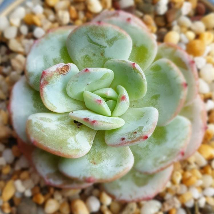 Plant image Echeveria Laui x Atlantis