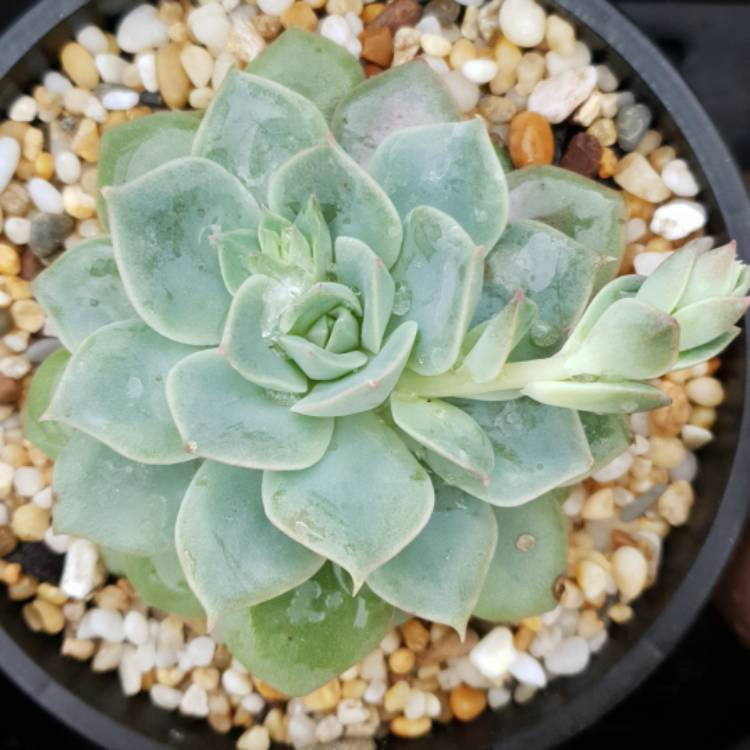 Plant image Echeveria Van Breen