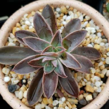 Echeveria Racemosa var. Racemosa