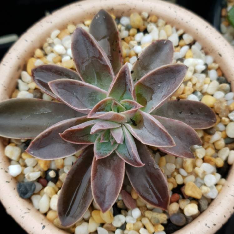 Plant image Echeveria Racemosa var. Racemosa