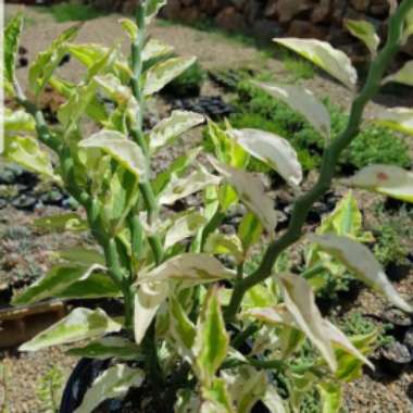 Pedilanthus Tithymaloides 'Nana'