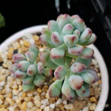 Sedum Commixtum