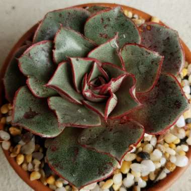 Echeveria Longissima var. Longissima