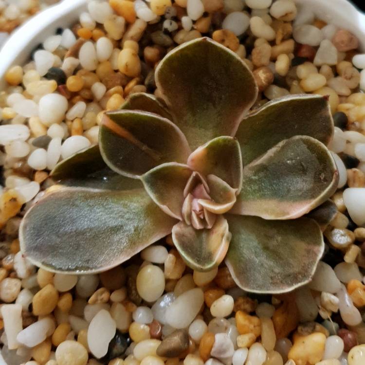 Echeveria Rosularis Variegata, Echeveria 'Rosularis Variegated Form ...