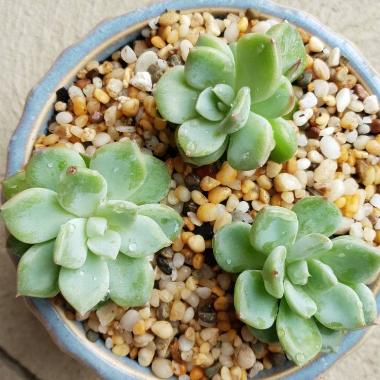 Plant image Echeveria Avocado Cream 