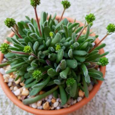 Crassula pubescens subsp. pubescens