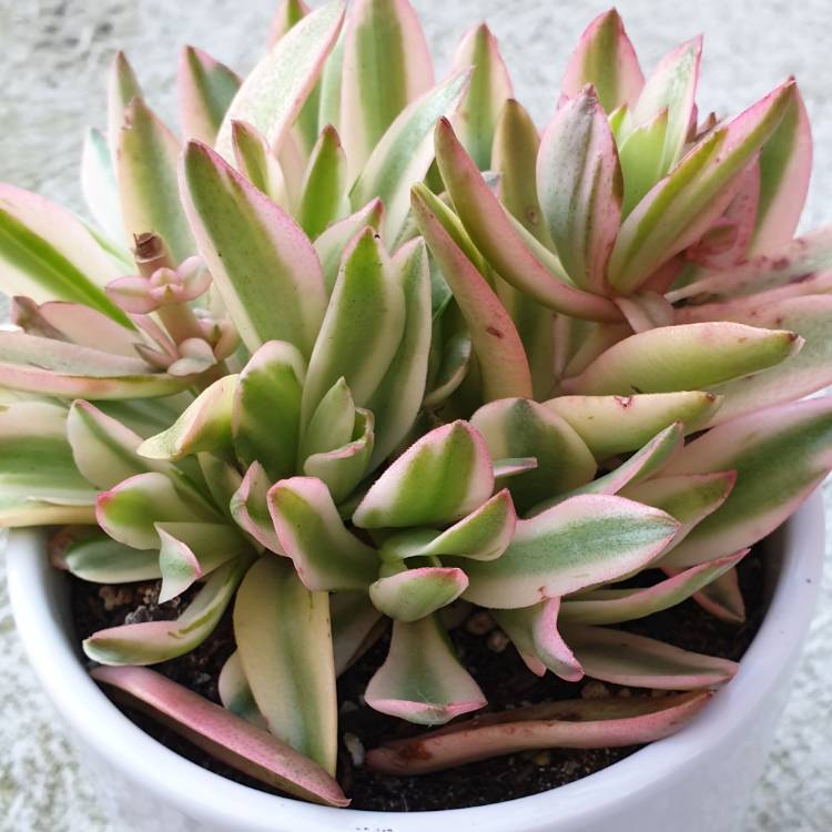 Plant image Crassula coccinea Variegated