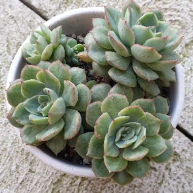 Echeveria Esther