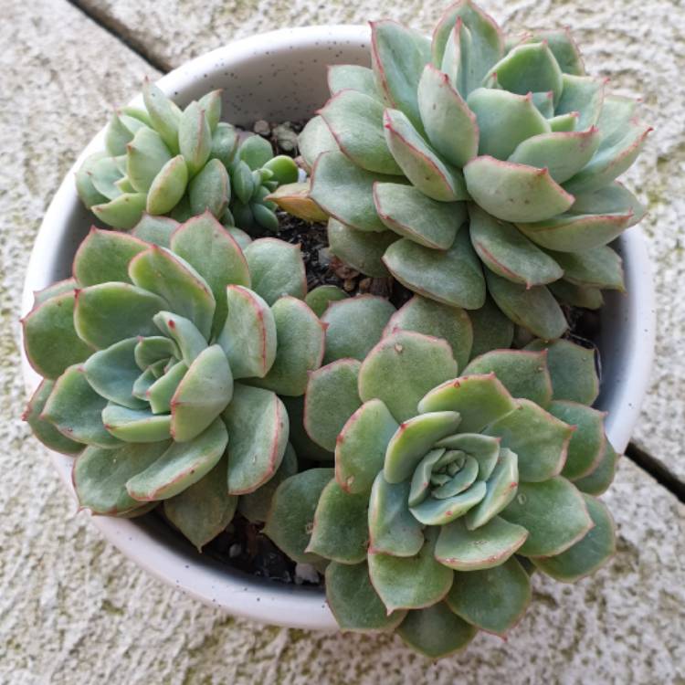 Plant image Echeveria Esther