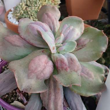 Echeveria Culibra