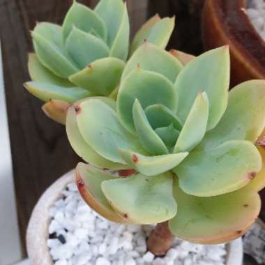 Echeveria Peach Pride