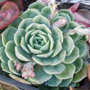 Echeveria Elegans x Lola