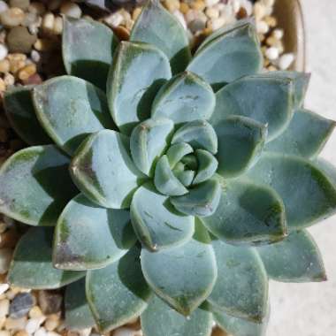 Echeveria Alabaster Magic