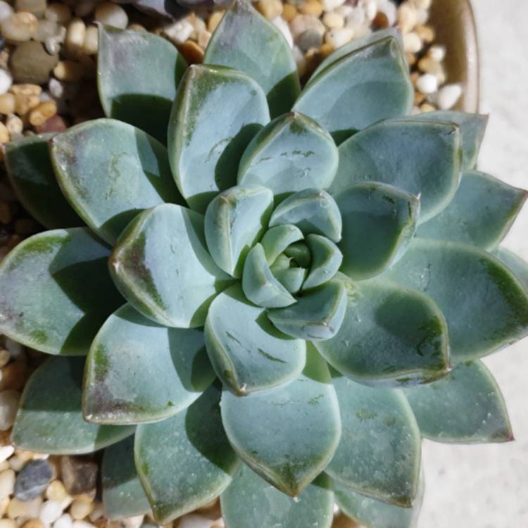 Plant image Echeveria Alabaster Magic