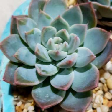 Echeveria Alba Beauty