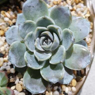 Echeveria Snow Bunny