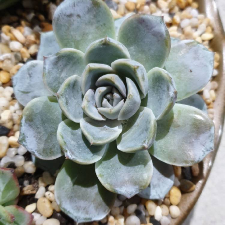 Plant image Echeveria Snow Bunny