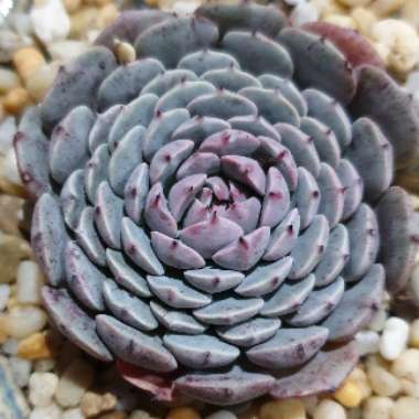 Echeveria Tuxpan