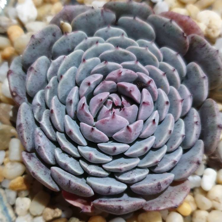 Plant image Echeveria Tuxpan